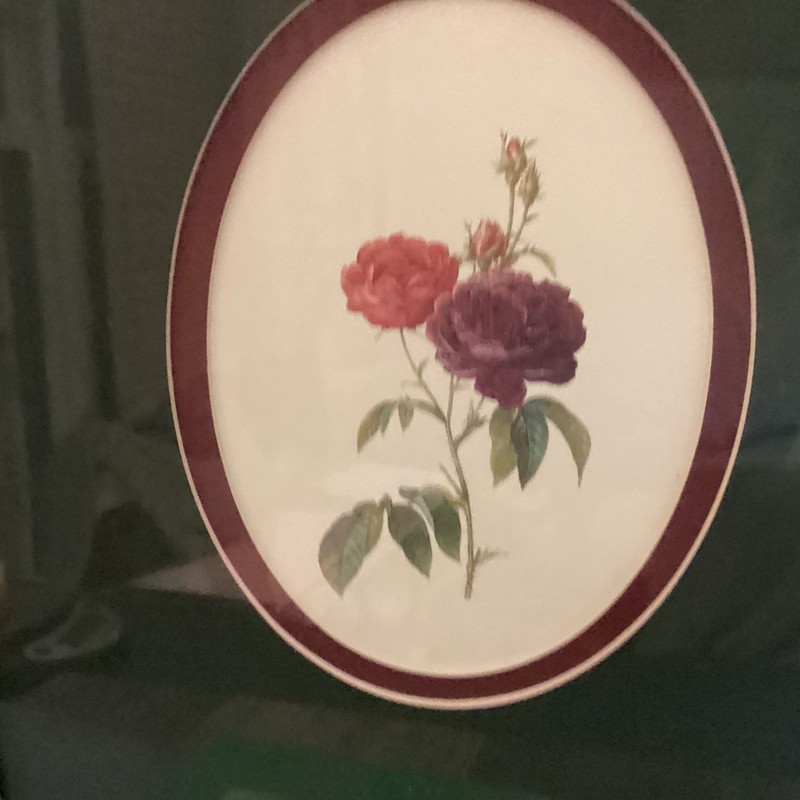 Botanical Framed Picture Classic Decor 9.25”x11" Antique Gold Frame Pair Art gallery
