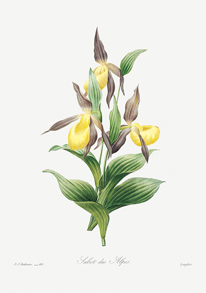 Yellow Lady Slipper – 1800’s Pierre-Joseph Redoute Botanical Illustration Poster