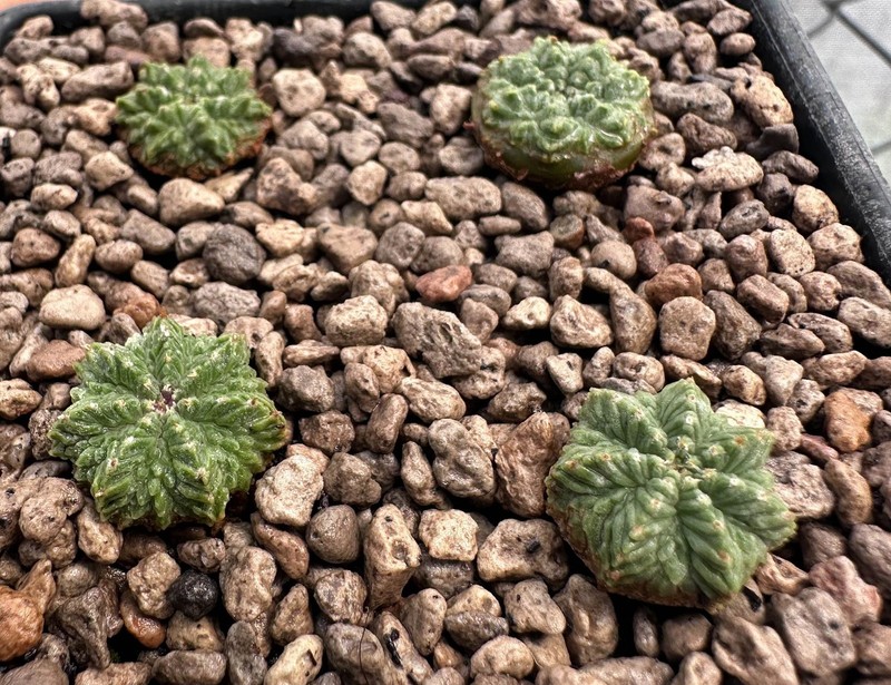 Aztekium r from see-d x 4Plants (discount) Rare Ariocarpus copiapoa Euphorbia (B gallery