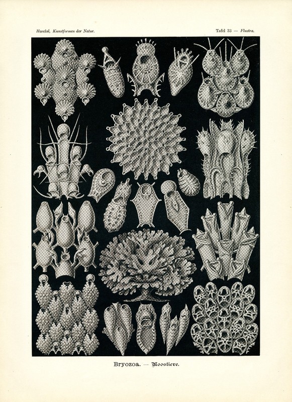 Kunstformen der Natur Ernst Haeckel Moss Animals Art Forms of Nature 4×6″-16×20″