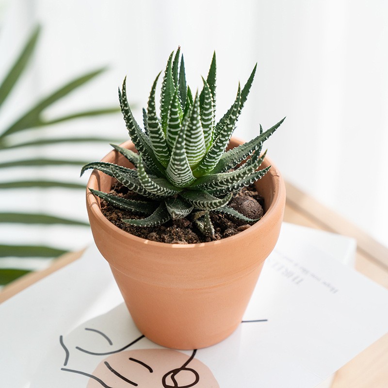 Rare Clump Haworthia Variegated White Spots Succulent Plant for Indoor Decorat