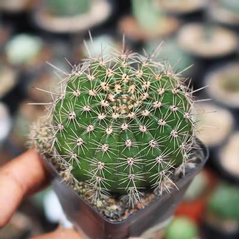 Gymnocalycium baldianum Dwarf Chin Cactus Live Succulent Plant Blooming Cactus gallery