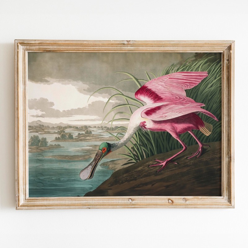 Roseate Spoonbill Birds of America John James Audubon Wall Art Poster Print