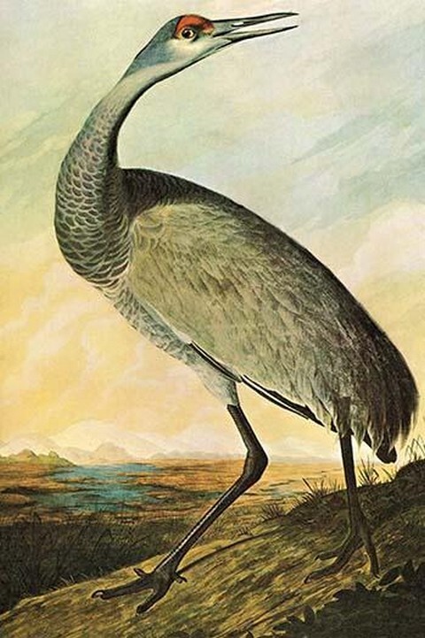Sandhill Crane by John James Audubon – Art Print