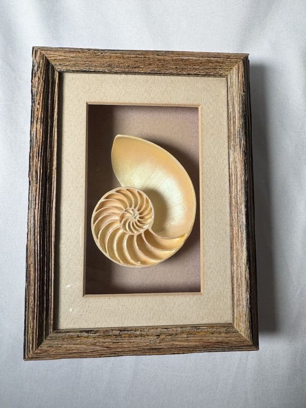 Vintage FIGI Graphics Coastal Shell Shadow Box Wall Art Set of 4 Beach Decor gallery