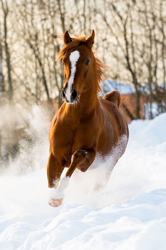 Horses Running On The Snow Quick Animal Painting Print Wall Art – POSTER 20×30