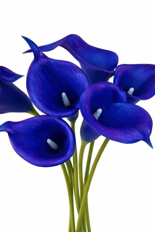 Cobalt Blue Calla Lily Artificial Flowers 5 Stem Bunch Faux Calla Lilies Realist gallery