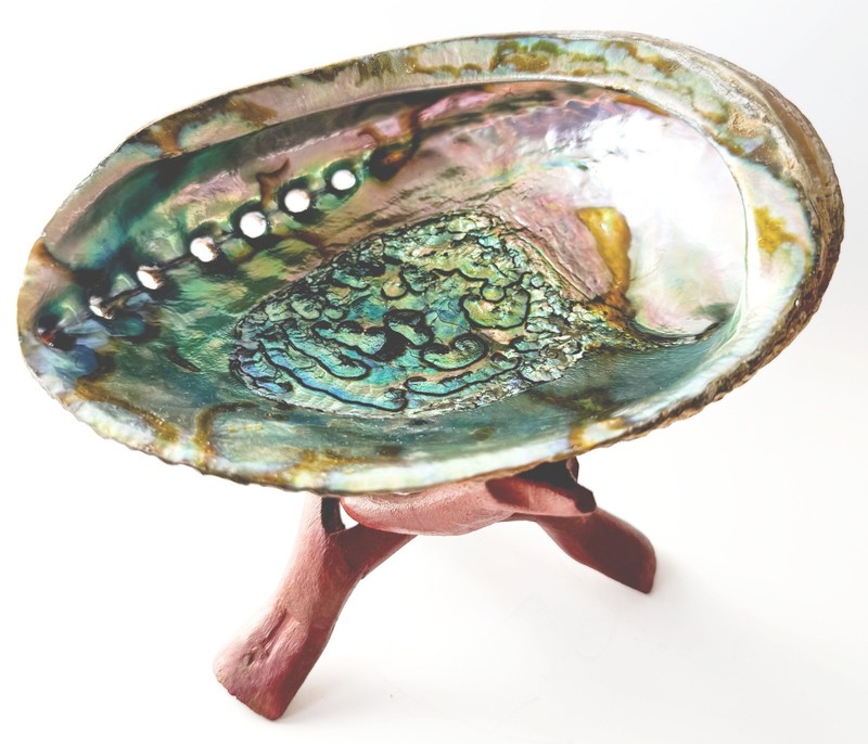 Gorgeous Abalone Shell 5-6 inches and Wood Stand 6 inches – Free Shipping!