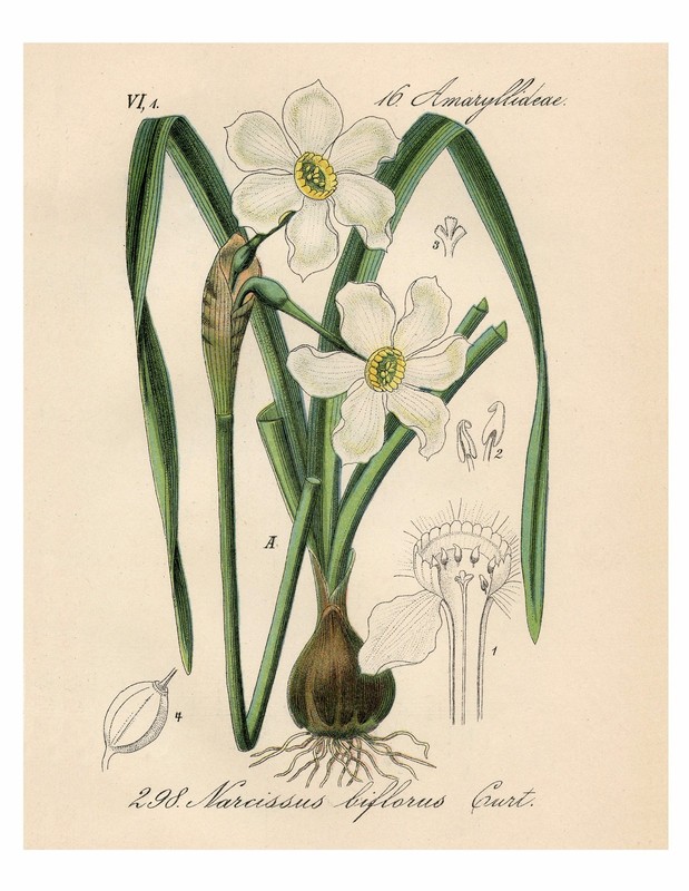 White Narcissus German Botanical Illustration Drawing Print 4″ x 6″ – 16″ x 20″