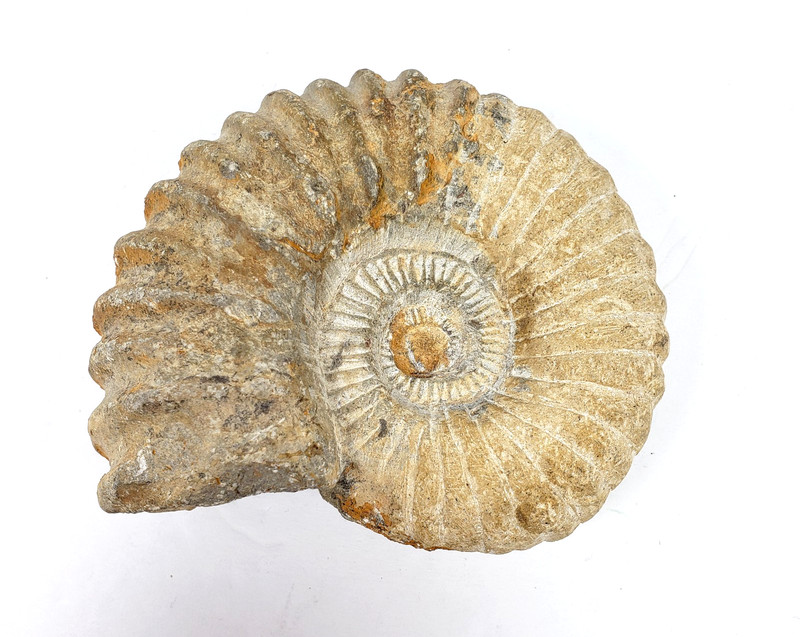 Unbranded Home Decor 4″ Wide Copy Of a Ammonites Fossil