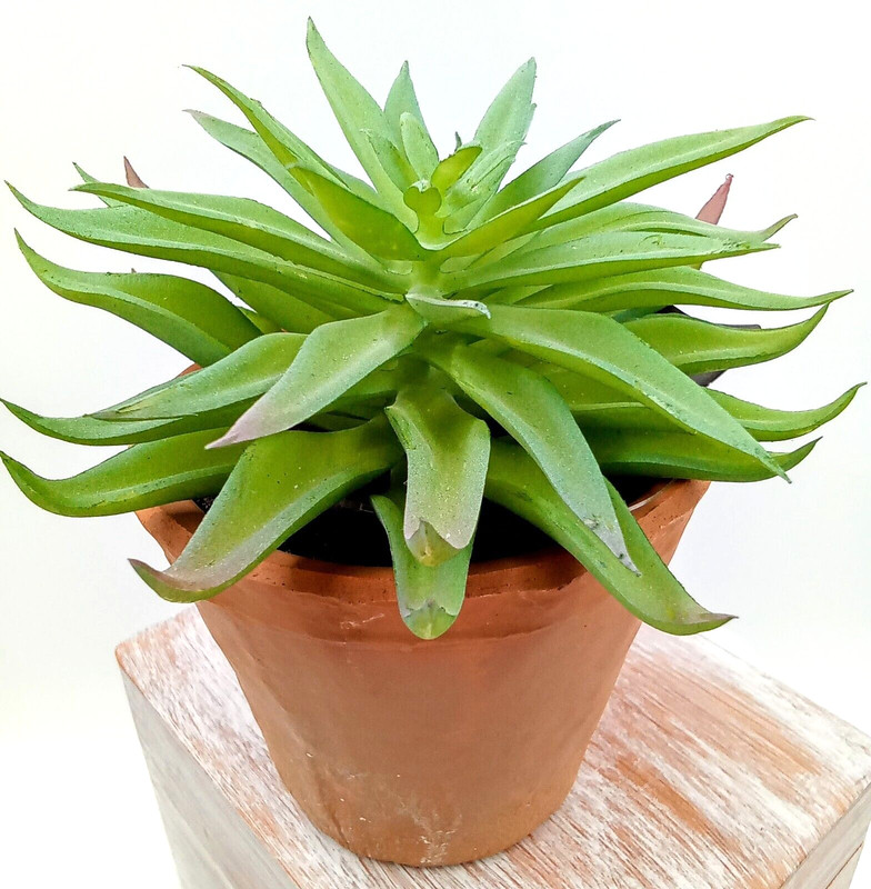 Succulent Clay Pot Planter Artificial Faux Dirt Plastic Green Floral Indoor 6"