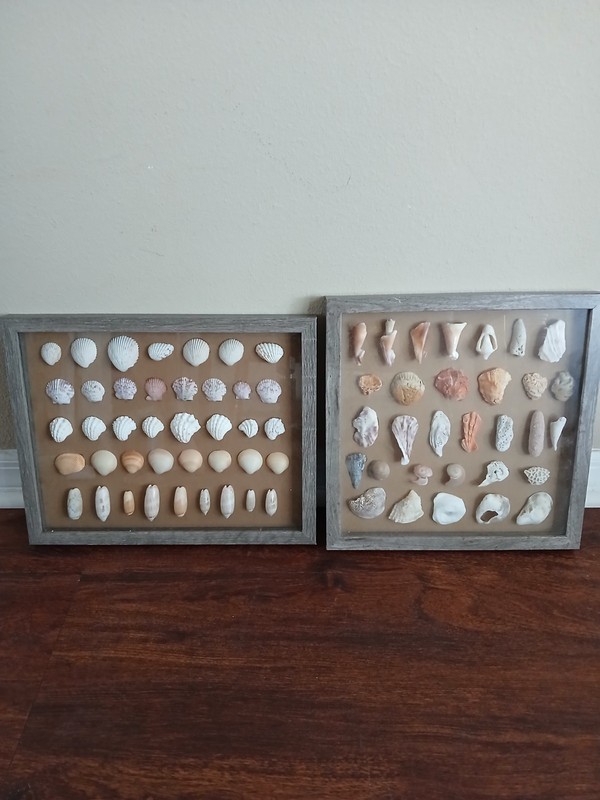 🐚🌊☀️2 Beach Wood Framed Shadow Boxes Displaying Tropical Florida Seashells☀️🌴