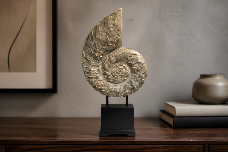A poly resin replica of an ammomite fossil on a black wooden museum mount 36”