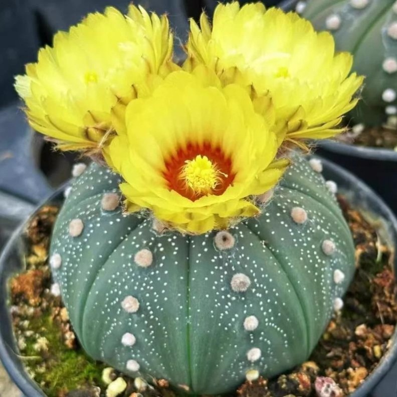 Astrophytum asterias Beautiful Raresucculent Garden Plants MIni CaCtus