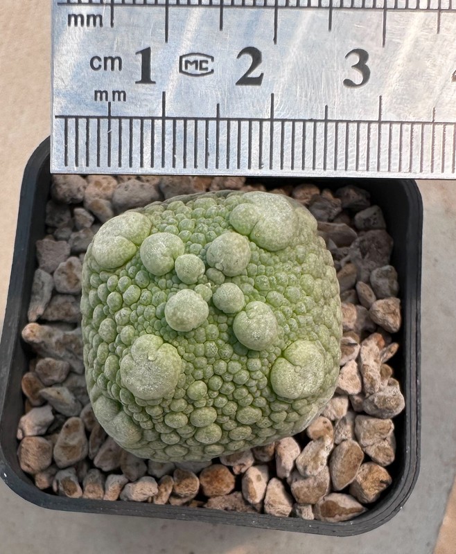 Pseudolithos cubiformis x dodsoniana (BIG DOT)se-ed grown (A1 Copiapoa Euphorbia gallery