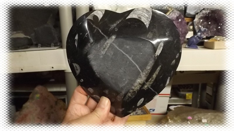 Polished Ammonite and Orthoceras Fossil Heart Plate (6"in) gallery