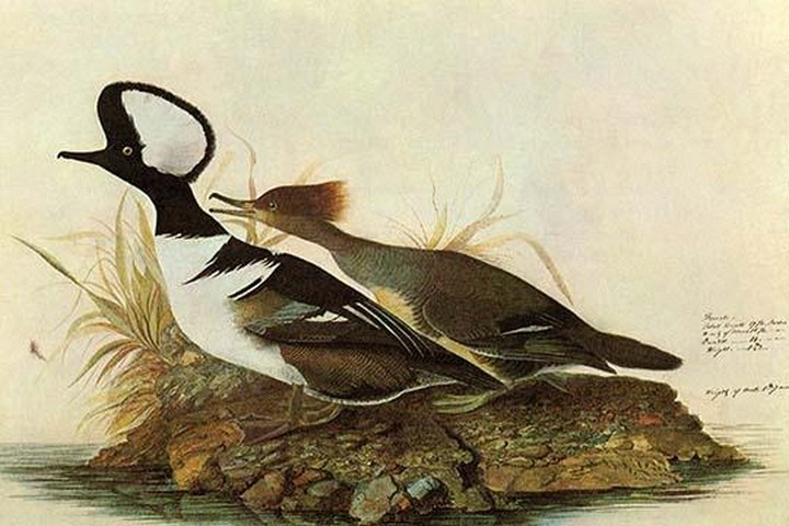 Hooded-Merganser John James Audubon Poster Print