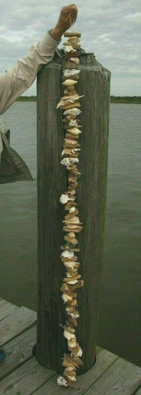 (1) XL Seashell Garland 6 feet long All Natural Driftwood and Seashells