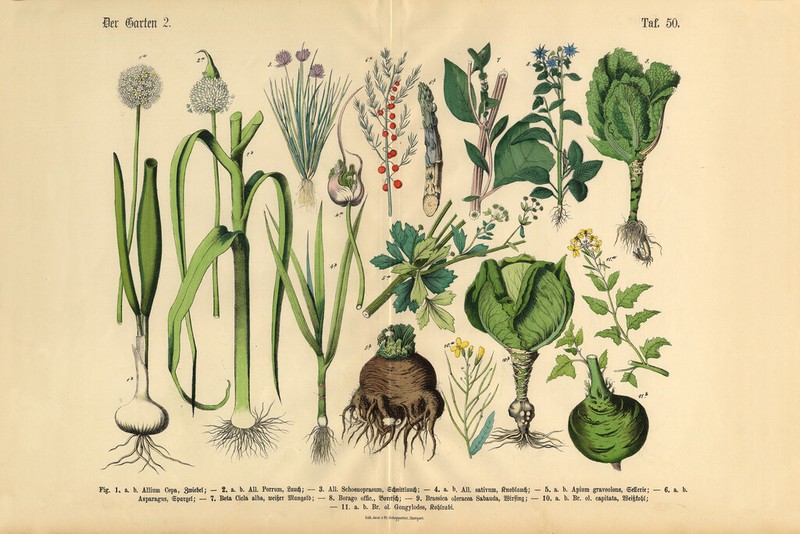 Vegetables Fruit Berries Garden Victorian Botanical Illustration Poster 18×12