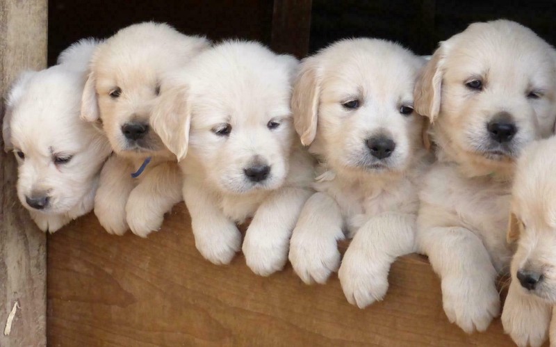GOLDEN RETRIEVER PUPPIES GLOSSY POSTER PICTURE PHOTO PRINT BANNER cute dogs 6553