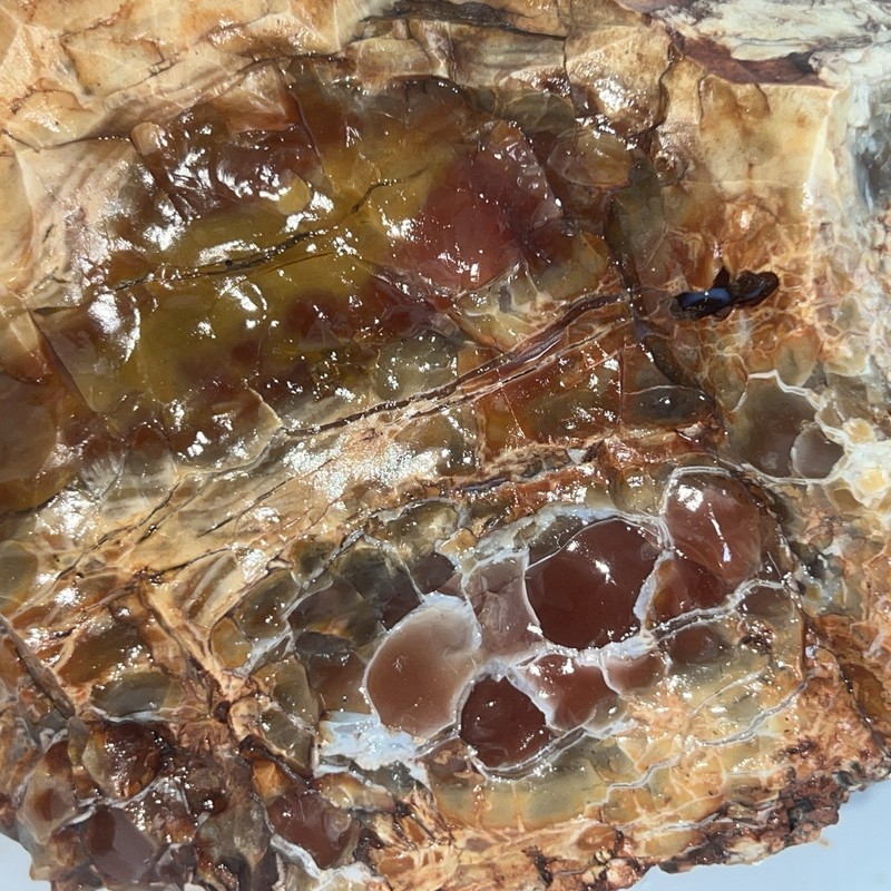 Agatized Opalized Petrified Wood Stunning Orange Red FireAgate Display 5 Lb 14oz