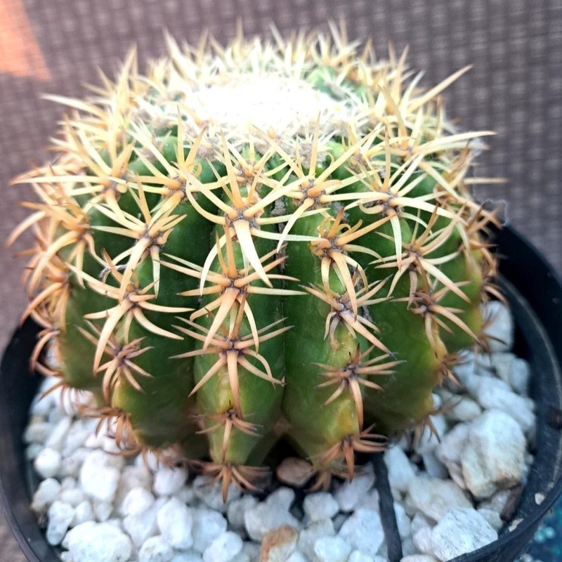 Astrophytum asterias Beautiful Raresucculent Garden Plants MIni CaCtus gallery