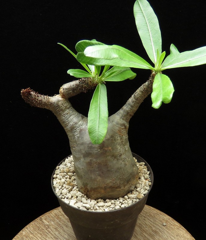 Pachypodium makayense,Caudex,Succulent Plants,Cactus