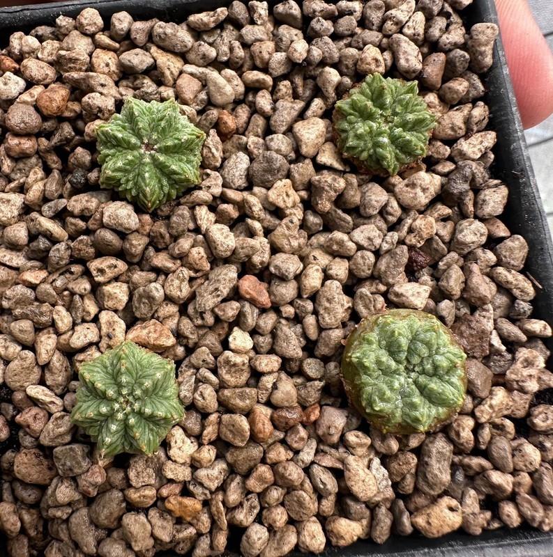 Aztekium r from see-d x 4Plants (discount) Rare Ariocarpus copiapoa Euphorbia (B