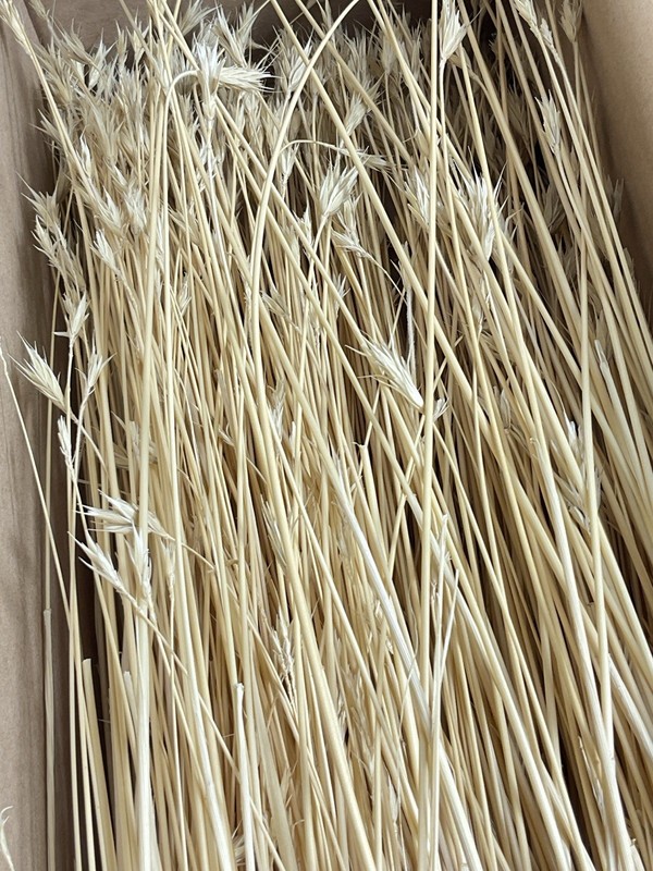 Dried Foxtail Grass Bundle: Rustic Floral Arrangement Supply in Natural Color gallery