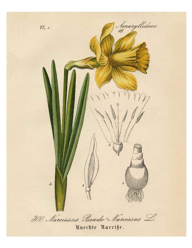 Narcissus Daffodil 1871 Yellow Botanical Illustration Print, 4″ x 6″ – 16″ x 20″