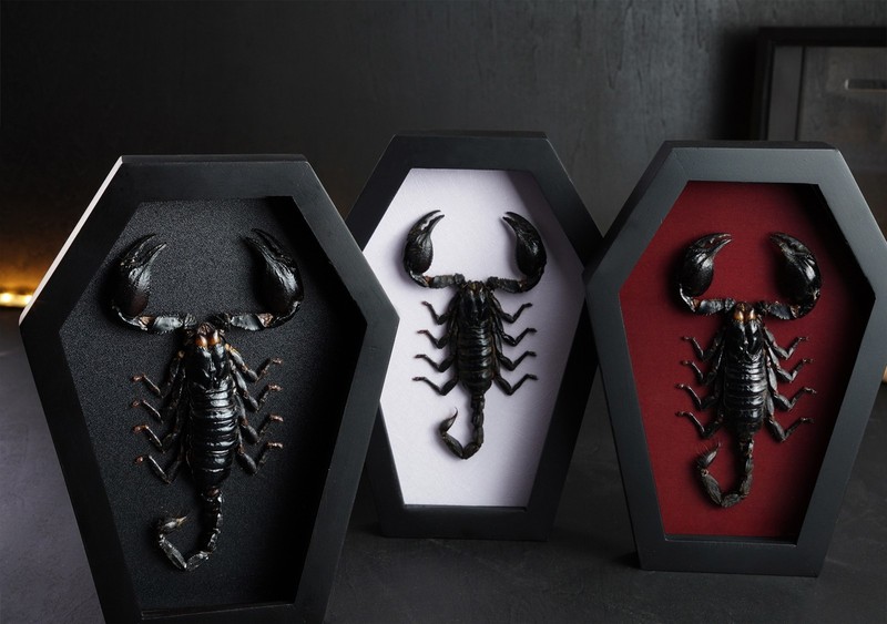 Empty Coffin Shadow Box Frame with Acrylic Front Deep Display Case Wall Hanging gallery