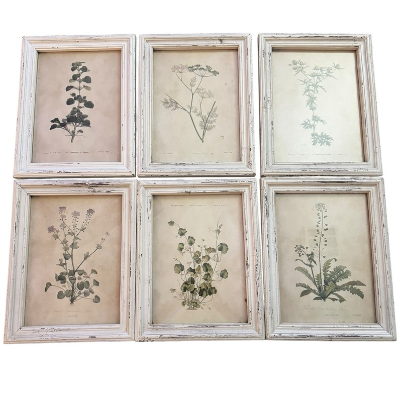 Framed Wild Flower Botanical Prints Set of 6 By Napa Home & Garden White/Rustic