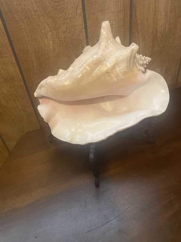 Large Decorative Conch Seashell on Asian wood Stand Nautical Coastal Beach House