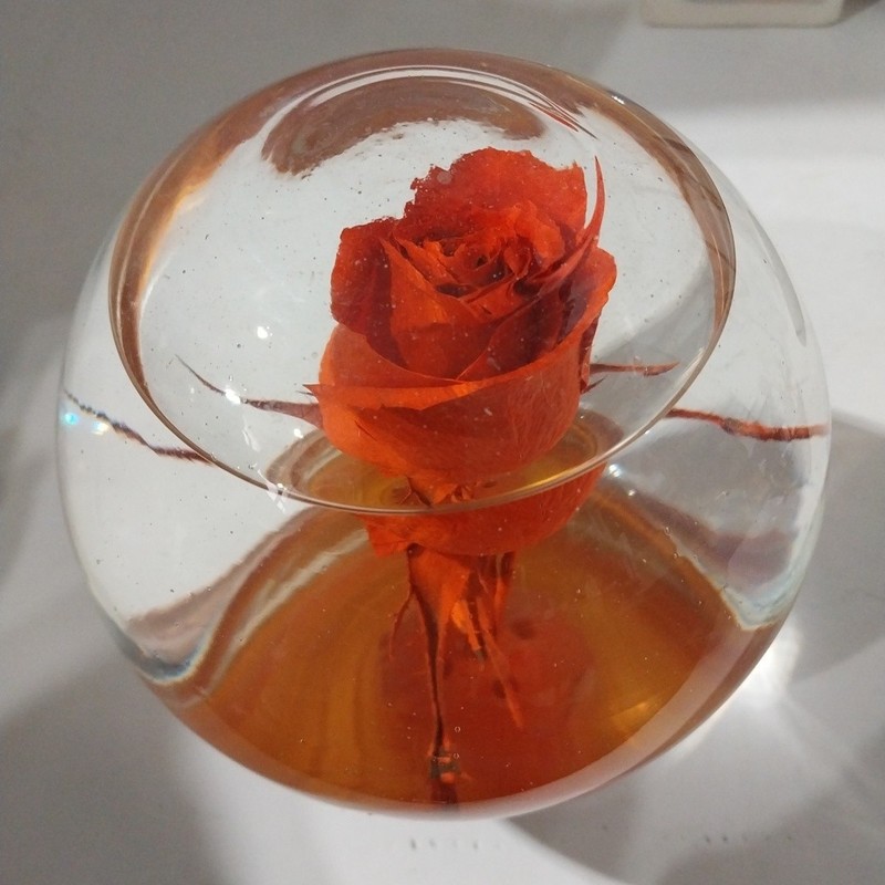 Forever ROSE Preserved In Glass Ball Water Dome Globe Large Real Rose 6×6 in.