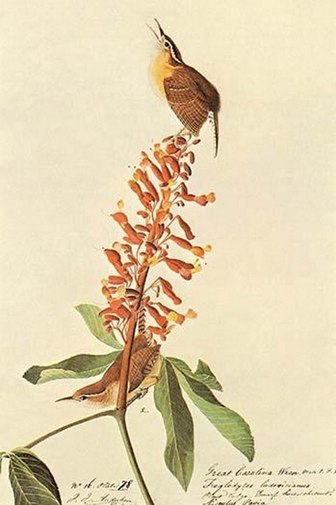 California Wren by John James Audubon – Art Print