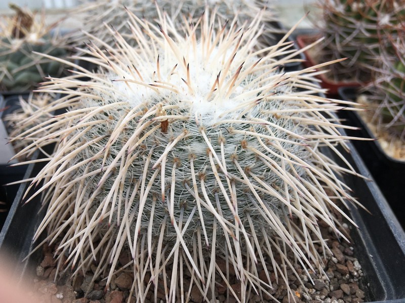 10 FRESH SEEDS,61.Mammillaria parkinsonii