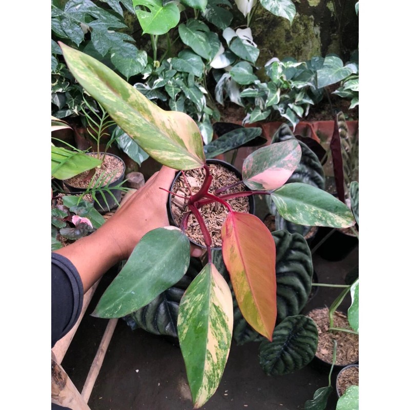 Philodendron Strawberry Shake Variegated Unique Tropical Exotic Plant Rare PL134