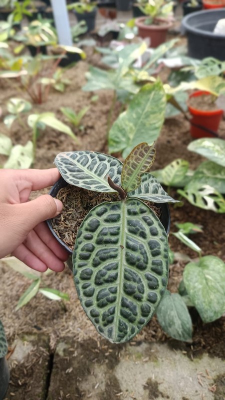 Real Picture Labisia Ardisia Turtle Back Rare Tropical Plant