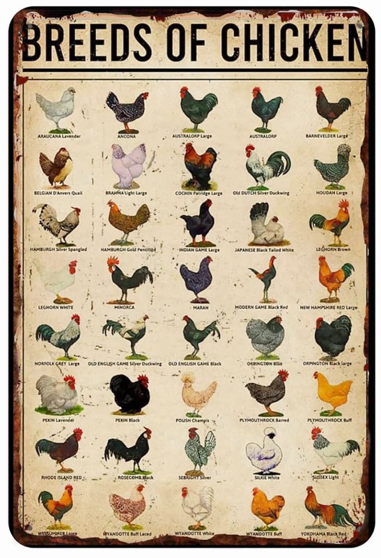Breed of Chickens All Metal Tin Sign 8 x 12 Roosters Clucks