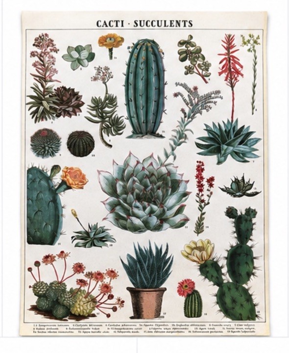 Cacti Succulents Chart Art Poster 20×27 Vintage Style Cactus Nature Print