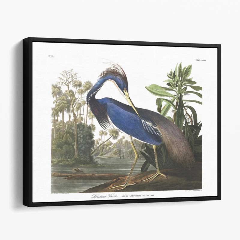 Louisiana Heron, Birds of America Audubon Birds Animals Canvas Wall Art Print