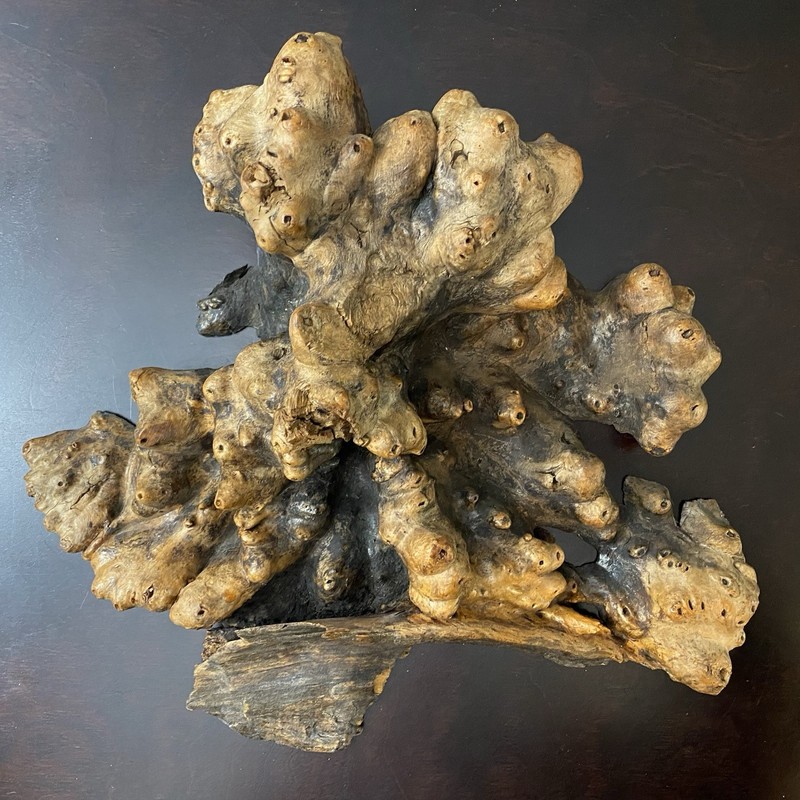 Natural Burl Wood Root Sculpture Vintage Rustic Art Decor Raw Display 13″ x 11″