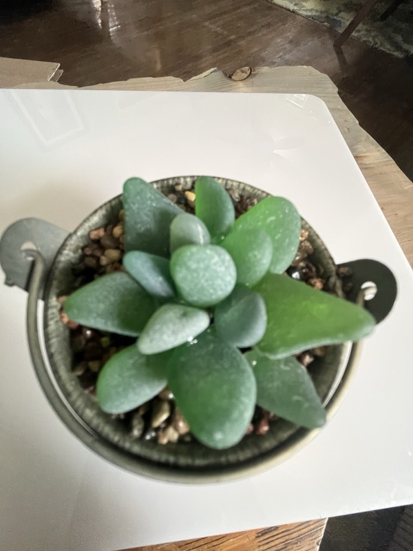Seaglass Succulent In Metal Pail Small upcycled Easy Care Plant Mom Gramma BFF gallery