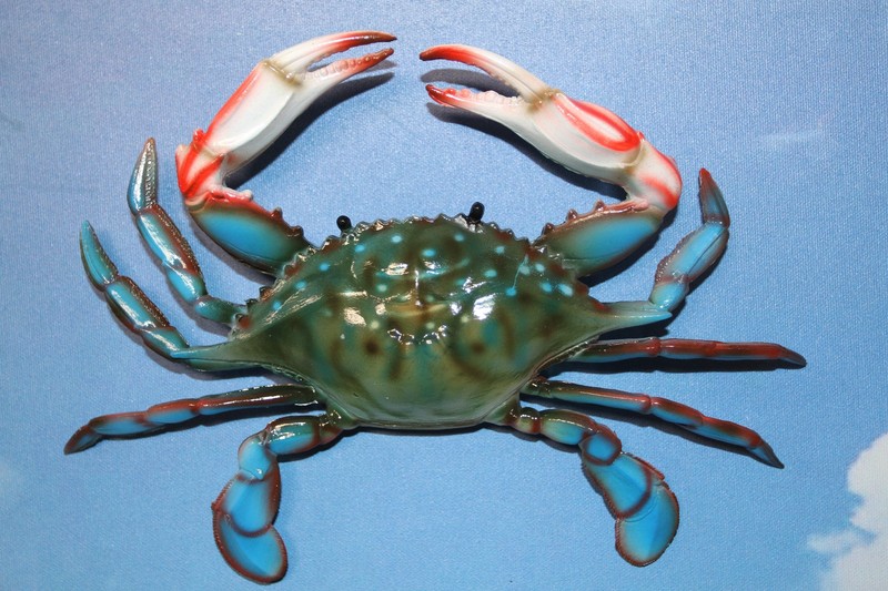 1-BLUE CRAB 10 Inch Wall Hanging,Life Like Specifics,Beach Decor,Gifts,CR-10 gallery