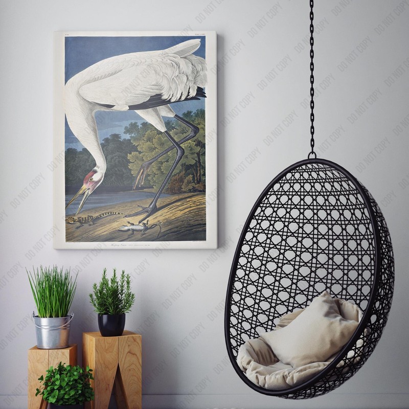 Hooping Crane 1834 Birds of America John James Audubon Canvas Wall Art Print gallery
