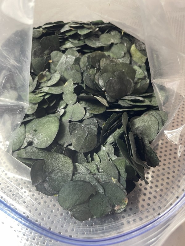 3200 Preserved Real Eucalyptus Leaves Small, Pure Natural Bulk gallery