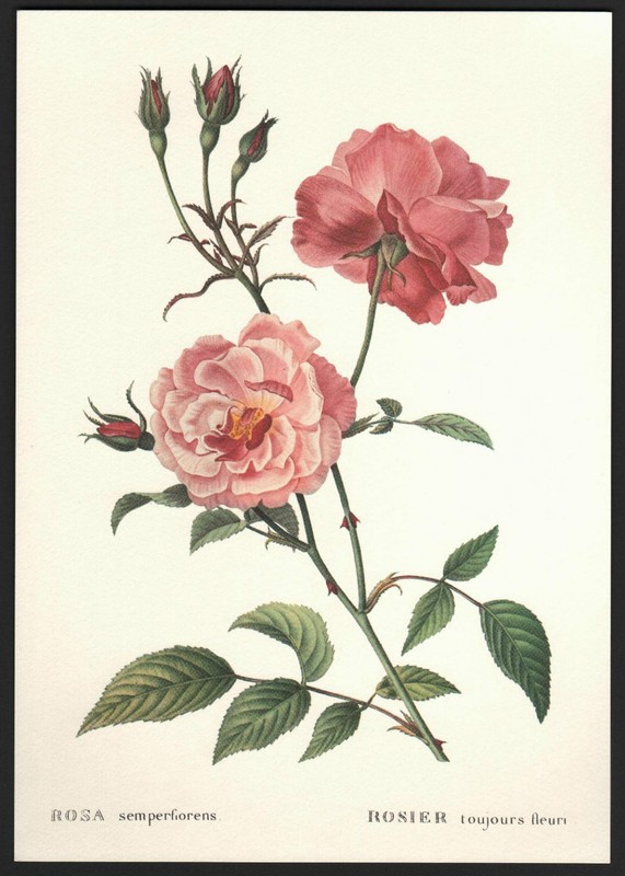 *Vintage* CHINA ROSE Botanical Flower Print ROSA SEMPERFLORENS Florence ITALY