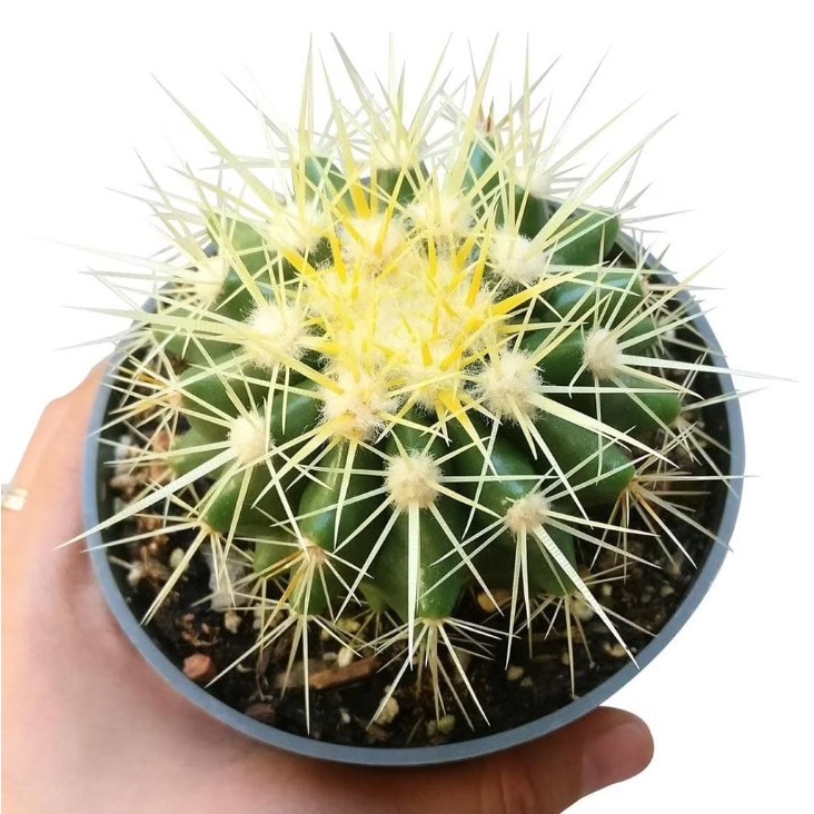 Astrophytum asterias Beautiful Raresucculent Garden Plants MIni CaCtus gallery