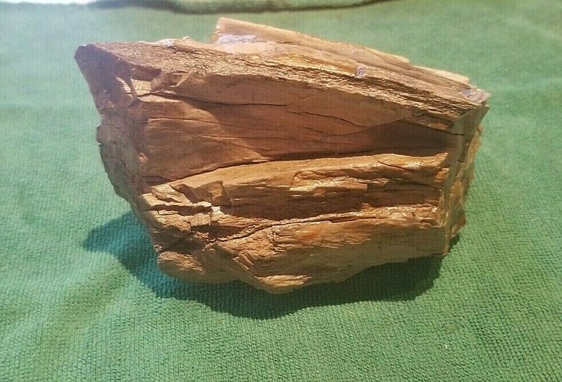 Petrified Wood (Lacquered) - Perfect conversation piece for desk or coffee table gallery