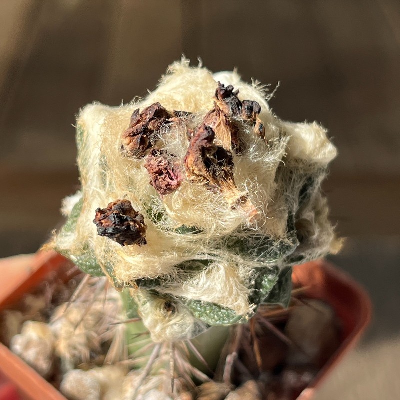 A2-1147 Cactus hybr (agavoides x scapharostrus), grafted gallery